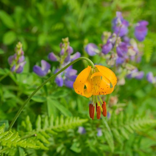 Wild, Jamie and Judy 아티스트의 Washington State-Central Cascades-Columbia Tiger Lily and Subalpine Lupine작품입니다.